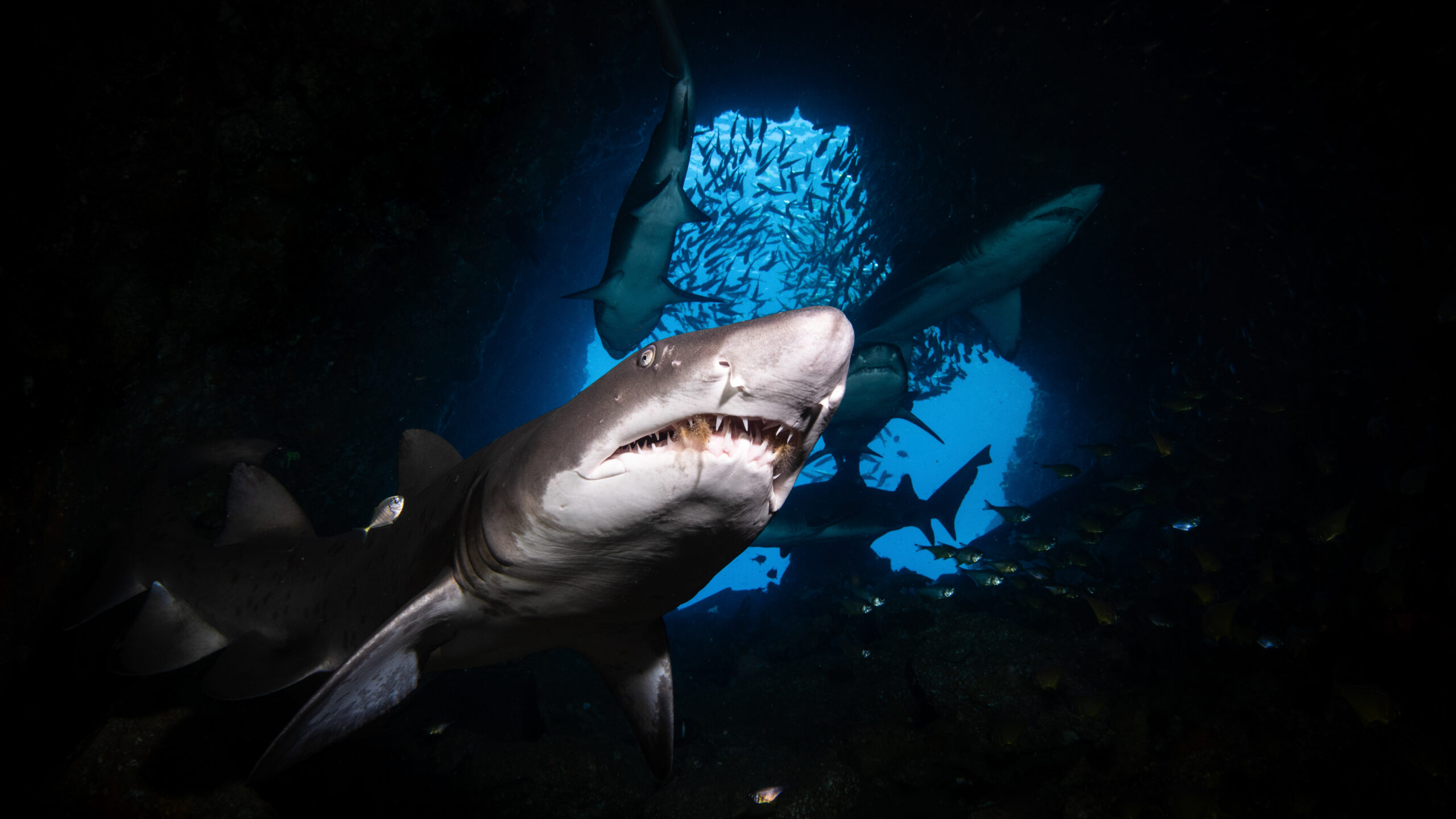 This Grey Nurse Shark (Carcharias taurus) commands an undeniable presence amidst a backdrop of countless other grey nurse sharks, swirling baitfish, and the striking blue light filtering through the cave's distant opening. Captured in December 2023 at South West Rocks, New South Wales, Australia, the photograph showcases the serene yet haunting beauty of one of the world’s most iconic and misunderstood shark species. Grey Nurse Sharks, while formidable in appearance with their jagged teeth and bulky frame, are non-aggressive, feeding primarily on small fish and squid. Unfortunately, this species is listed as critically endangered along the eastern Australian coastline, with their population declining due to habitat degradation, fishing bycatch, and historical overfishing. Fish Rock Cave provides a vital sanctuary for this species, serving as one of the few aggregation sites where these sharks can be observed in their natural environment. No bait or attractants were used for this image, ensuring a truly authentic moment within their habitat.