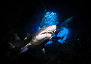 Guardians of the Deep