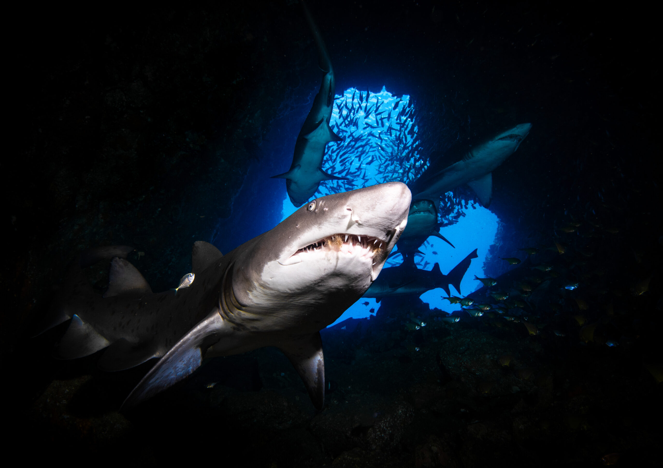 Guardians of the Deep