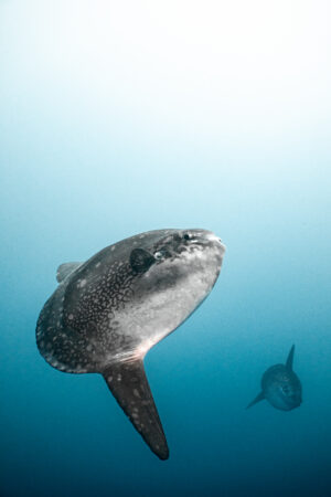 Giants of the Thermocline